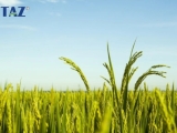THUỐC TRỪ BỆNH NHƯNG CÓ HIỆU LỰC VỚI CÁC LOẠI VI KHUẨN