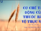 CƠ CHẾ TÁC ĐỘNG CỦA THUỐC BẢO VỆ THỰC VẬT