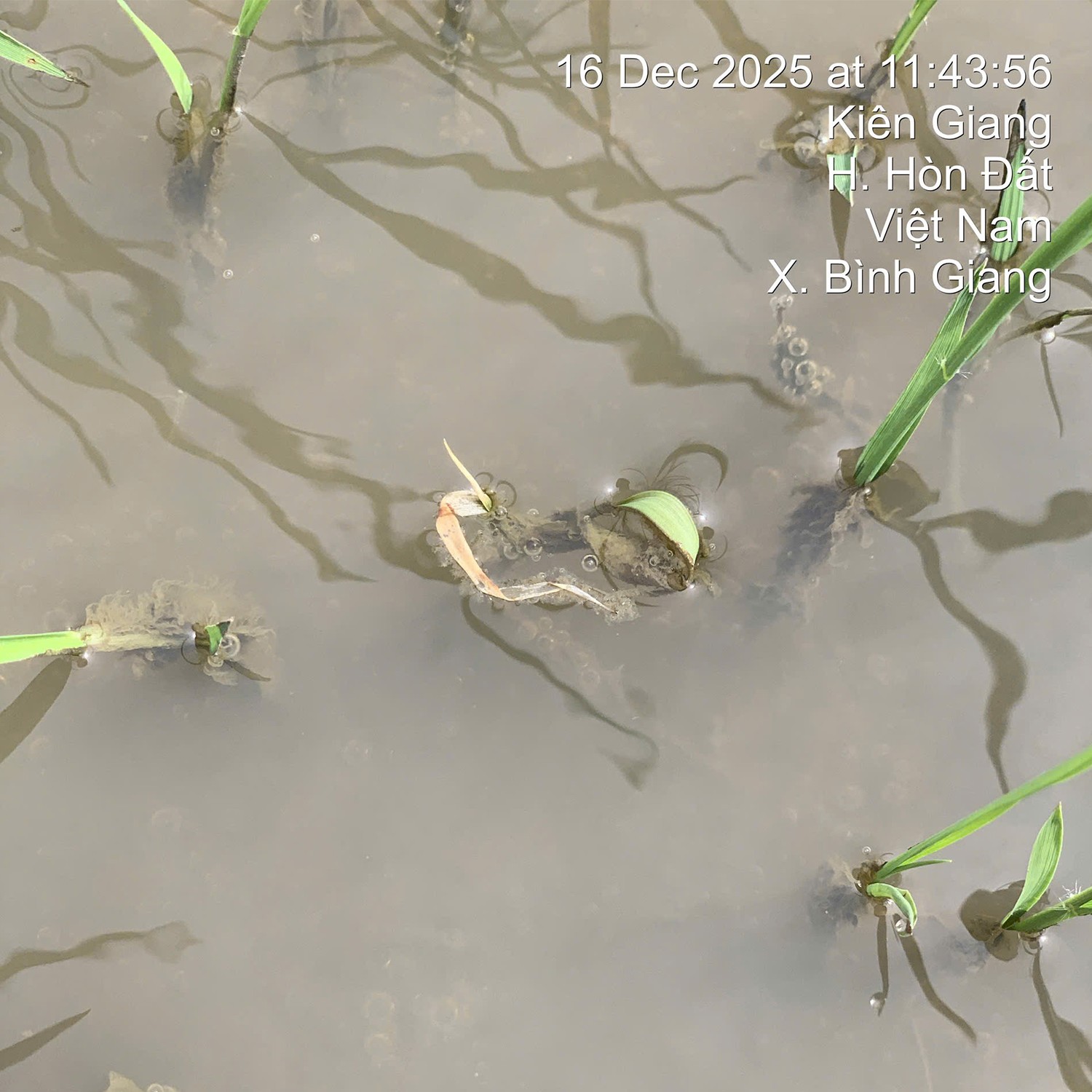 PETA PRO 500 ( 800ML )