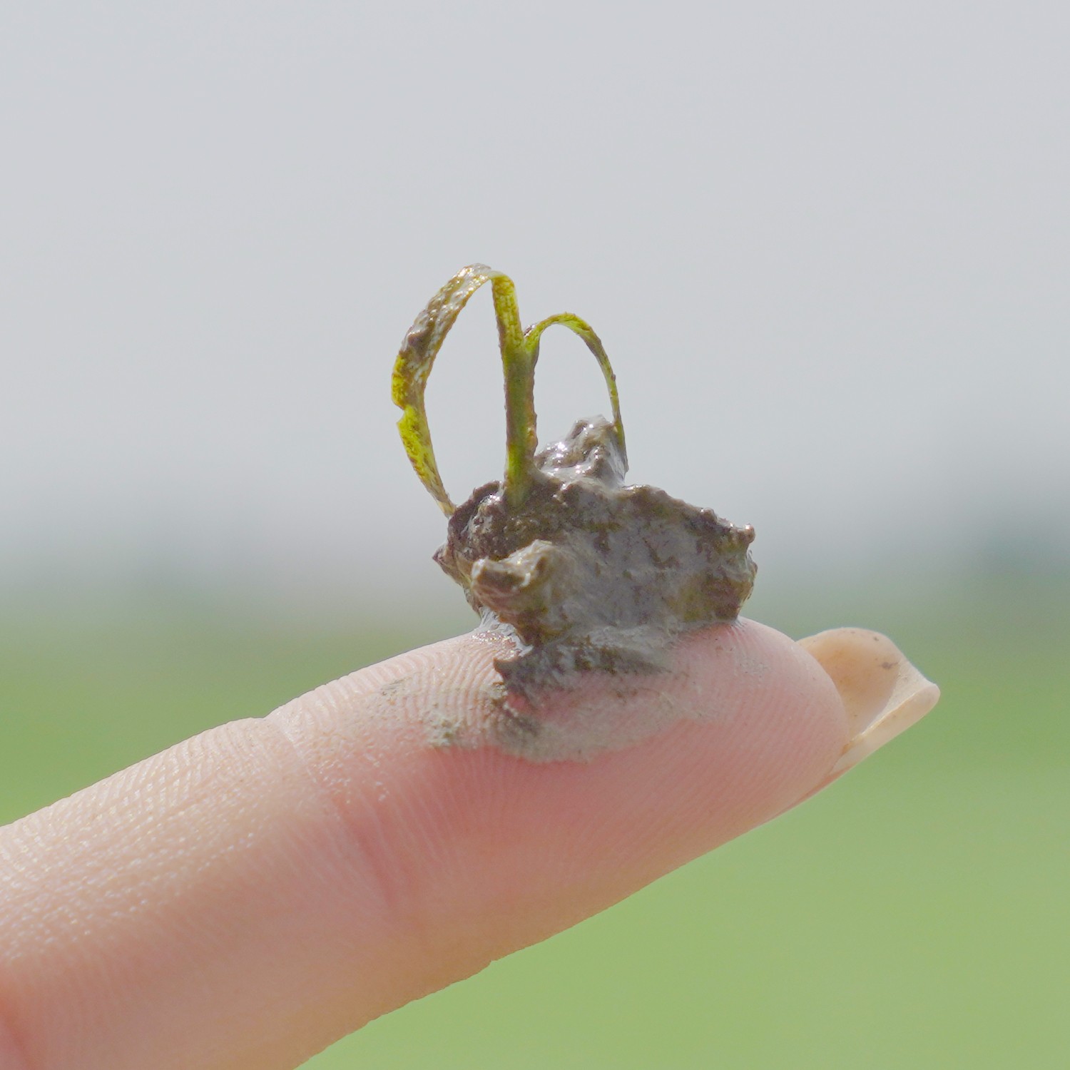 PETA PRO 500 ( 800ML )