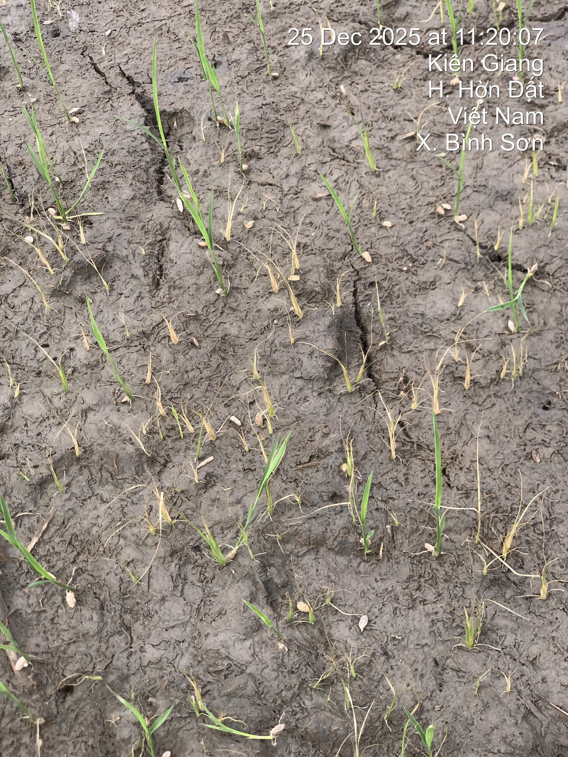 PETA PRO 500 ( 800ML )